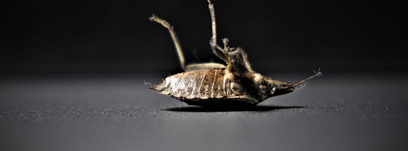 Pro-Bug Détection, spécialistes de détection de punaises de lits en Hautes-Savoie