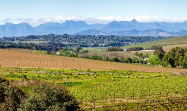 Vente de domaines viticoles dans le sud de la France