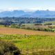 Vente de domaines viticoles dans le sud de la France