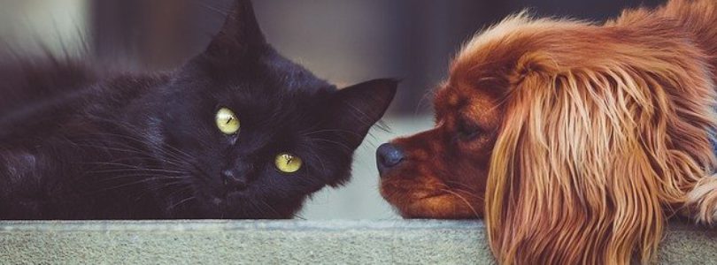 Services de pension pour chien et pour chat
