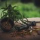 Guide pratique dédié au chanvre et au cannabis légal