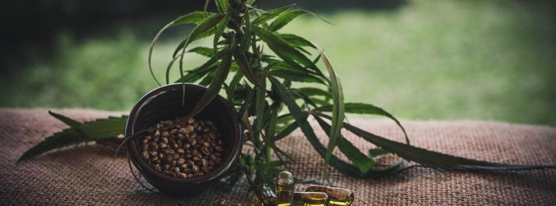 Les graines féminisées : Est-ce une bonne idée pour une culture de plantes de cannabis ?